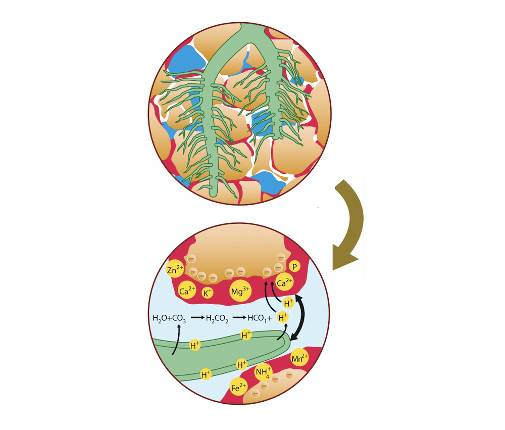 POWHUMUS® Quick success and long lasting effect