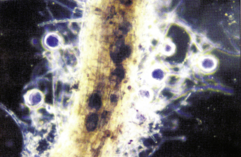 Endo mycorrhiza