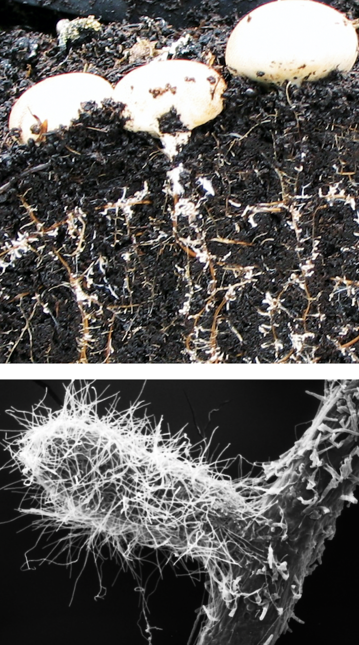 Mycorrhiza against drought stress