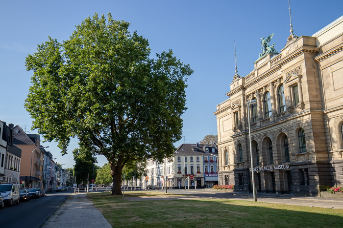 Deciduous Trees