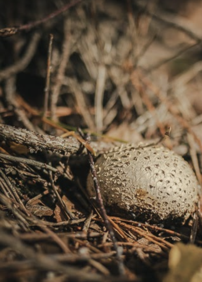 GEFA MYCORRHIZA Fungus vaccine