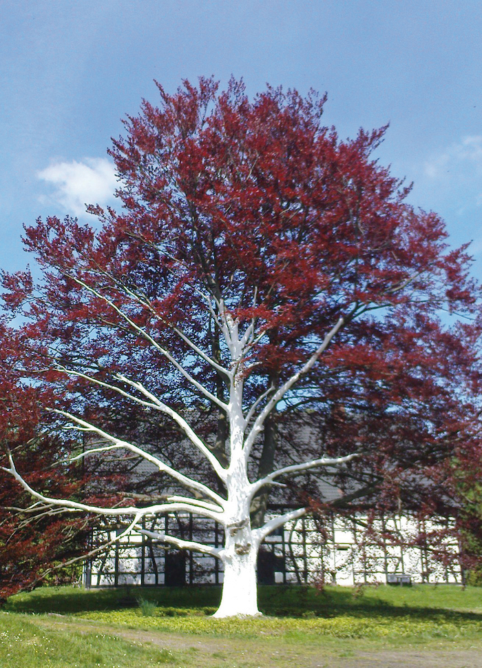 ARBO-FLEX Tree Trunk Paint
